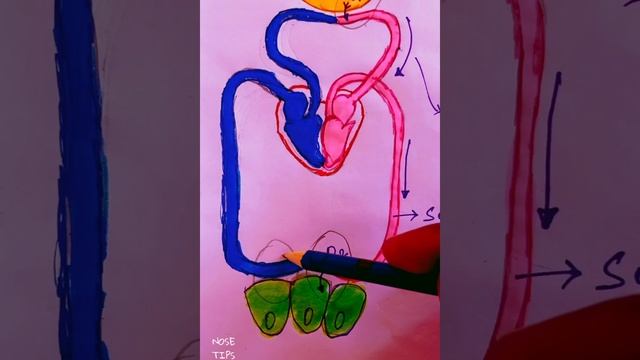 Exchange Of Gas At Alveolus And The Body Tissues With Blood And Transport Gases Draw And Label Part