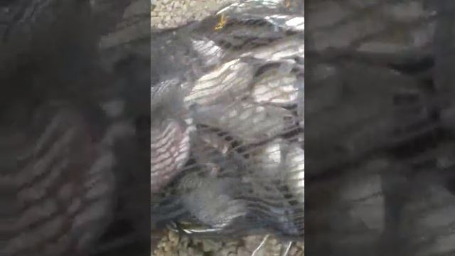 TUKANG MANCING смотреть онлайн
