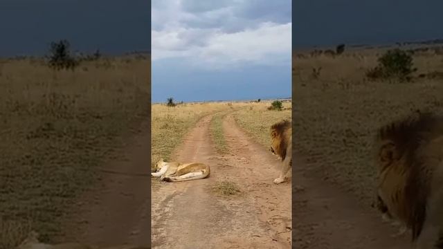 تزاوج الاسود смотреть онлайн