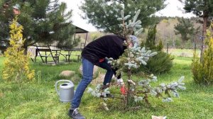 ХВОЙНОЕ ОМУ мощная подкормка для туй ёлок и сосен + ИГЛА