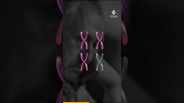 How Cells Decide Between X And Y Chromosomes? Explained смотреть онлайн