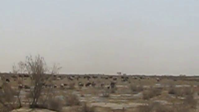 TURKMENISTAN   Vento Nel Deserto Del Karakum (Garakum) Fra Un Gregge Di Pecore E Capre