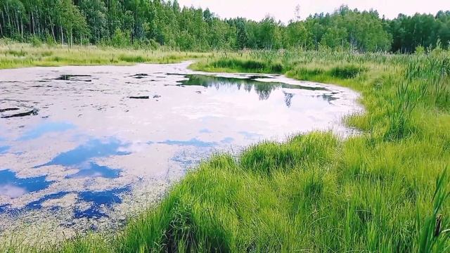 Очень белая БЕРЁЗКА смотреть онлайн
