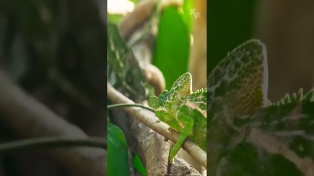 Хамелеон со странным рогом борется за самку