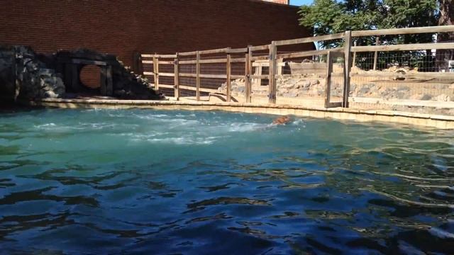 Henry the Chesapeake Bay Retriever Diving into the Pool at Earthdog Denver! смотреть онлайн