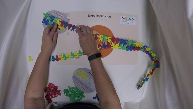 DNA Replication 4