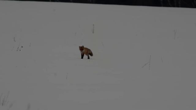 Лисья охота. The Fox Hunts