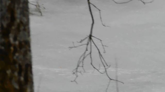 Косуля Ужин у пруда смотреть онлайн