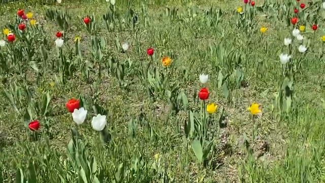 Клумбовая эстетика смотреть онлайн
