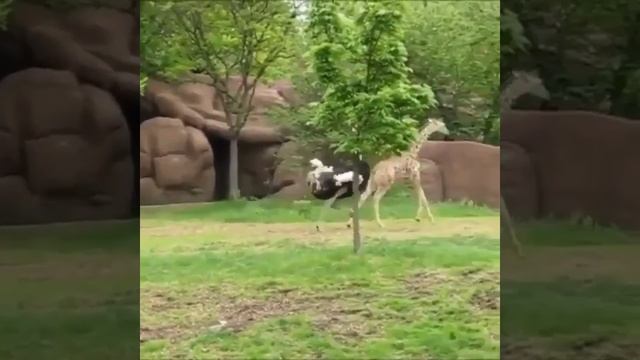 GIRAFFE vs OSTRICH смотреть онлайн