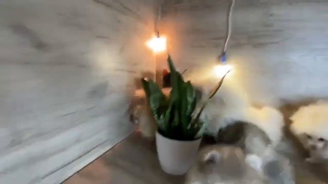 Неугомонный щенок померанского шпица Все люди как люди, а это егоза Красивые и смотреть онлайн