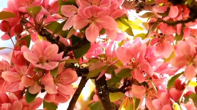 Advance Group - фантазия на тему "Весна" смотреть онлайн