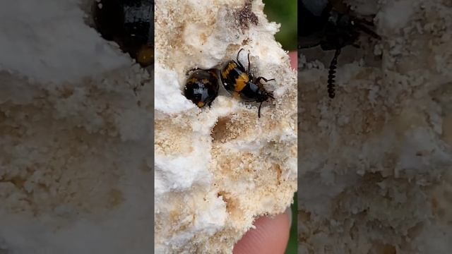 Жуки-грибоїди чорнотілка трутовикова  (Diaperis boleti)  #insect #nature