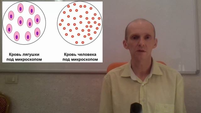 Транспорт кислорода и углекислого газа кровью