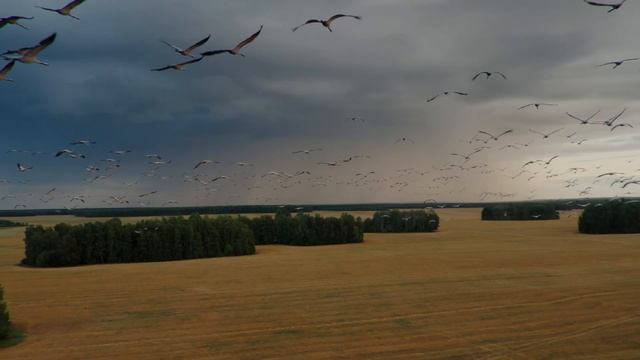 Журавли над Стариково смотреть онлайн