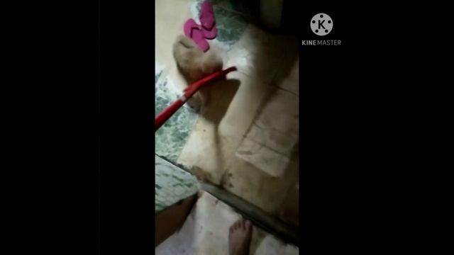 Shih tzu kulit смотреть онлайн