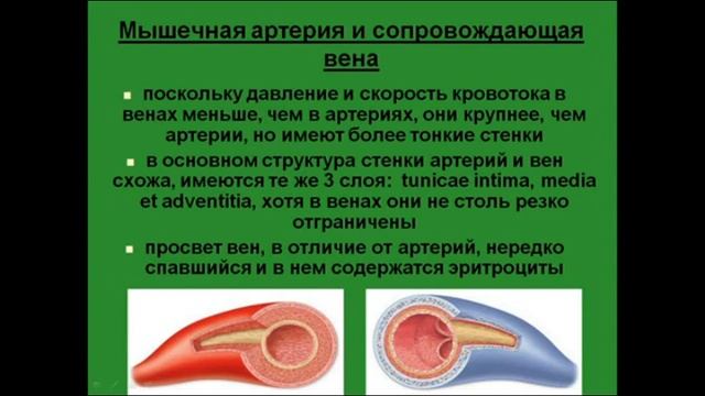 Вены. Классификация. Отличия от артерий смотреть онлайн