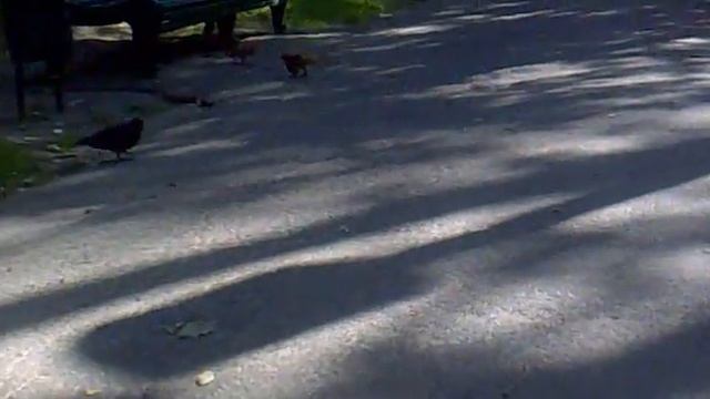 Белки в Голосеевском парке ) смотреть онлайн