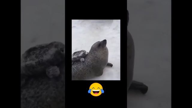 Funny Metal Seal смотреть онлайн