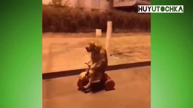 Приколы#5 смотреть онлайн