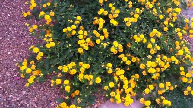 blooming Lantanas смотреть онлайн