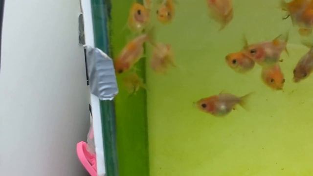 Oranda breeder tour! How to BREED and GROW baby Orandas! (Tank tours) смотреть онлайн