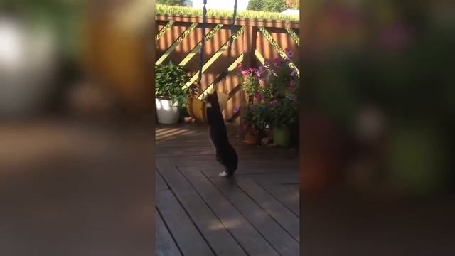 СМЕШНЫЕ ЖИВОТНЫЕ 2018,РЖИ НЕ МОГИ