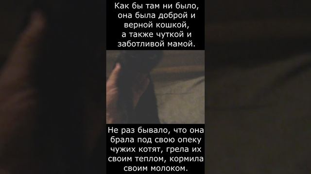 Памяти нашей любимицы Марго. Мы тебя никогда не забудем! (~2014 - 05.01.2024) смотреть онлайн