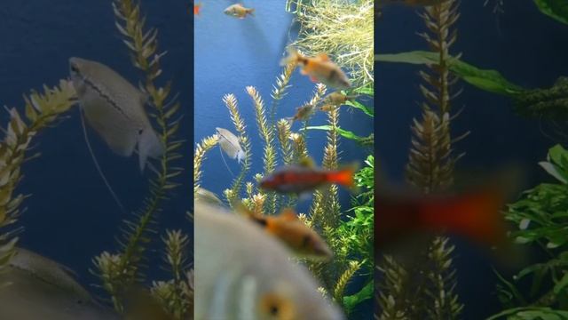 6 Fakta Unik Cumi-cumi, Invertebrata Laut Tercepat di Dunia смотреть онлайн