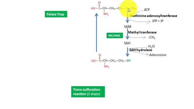 Homocystinuria, Homocysteinemia sulfer containing aa metabolism and homocystinuria 5 смотреть онлайн