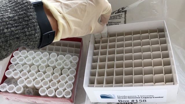Ocean Genome Legacy || Meet OGL's Collections Assistant Nicole смотреть онлайн