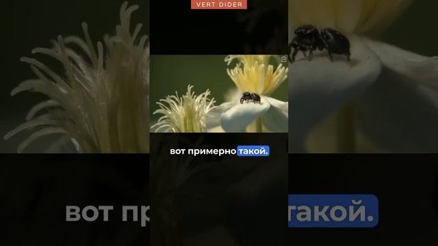 Как работает зрение у пауков-скакунчиков? #vertdider #vertdider