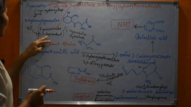 Chapter 10 #Kynurenine Pathway (#Tryptophan Metabolism) #OnlineCourses смотреть онлайн
