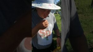 Вывод маток