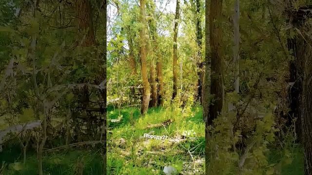Лес ,идея ?? звук не мой ,#лес#я#кросата#явлесу#