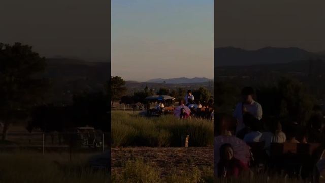 Лавандовый фест ~1,5 часа от LA. Подробности ⬇️ #lavenderfields #lavenderfarm #lavenderfestival