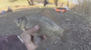 ПОПАЛИ В КЛЁВОЕ МЕСТО В КЛЁВЫЙ ДЕНЬ! РЫБАЛКА НА ПОПЛАВОК В НОЯБРЕ!