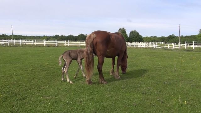 Яркий! Первые шаги.