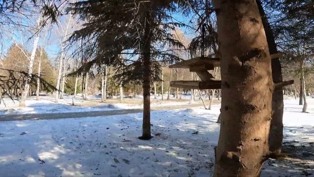 Кормлю птичек, рассказываю про свои зубы смотреть онлайн