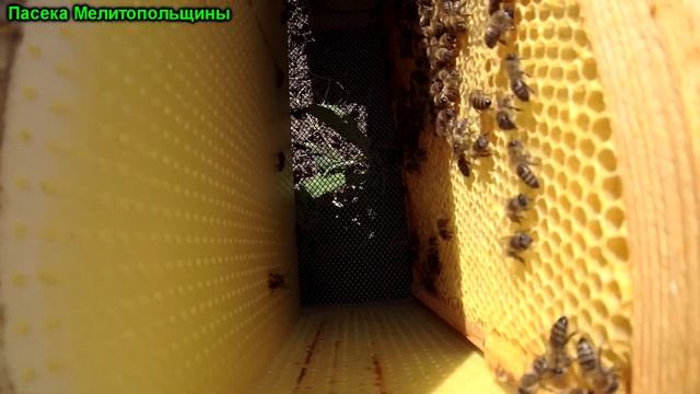 Объединение Роя с безматочной семьей результат смотреть онлайн