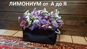 Лимониум от А до Я