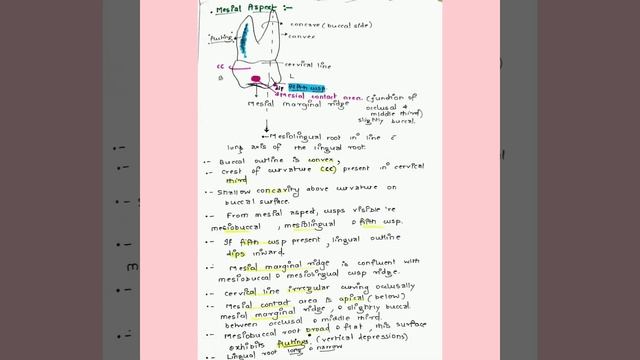 DENTAL ANATOMY NOTES смотреть онлайн