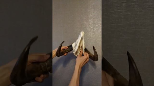 Череп Барана - Таксидермия | Relaxing Music