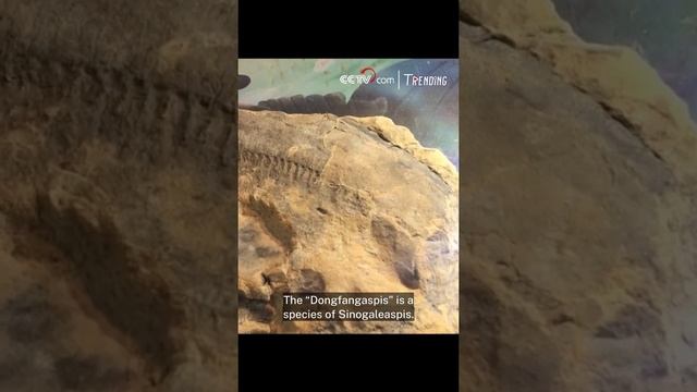 390 Million-year-old Fish Fossils Found In Southwest China's Yunnan