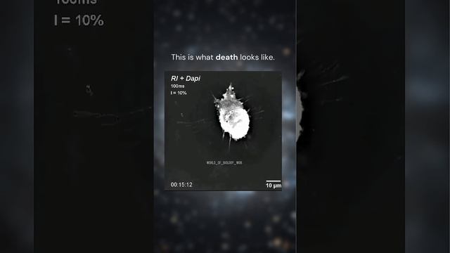 The Truth Behind Cell Death...