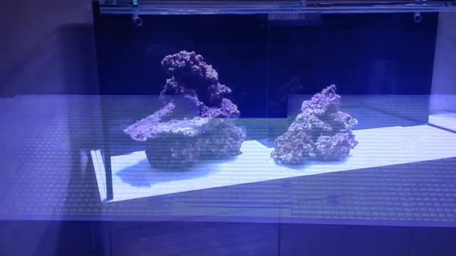 marine aquarium build Update 3 - Siporax And Some aquascaping смотреть онлайн