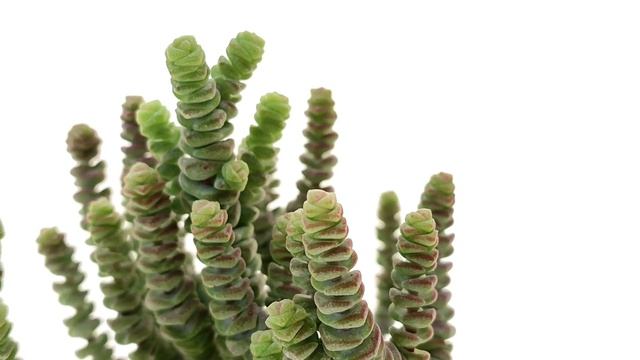 Crassula Rupestris Subs  Marnieriana Cv  Contorta