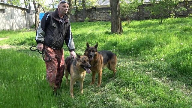 🦮🐕🦺ЖДЁМ ЩЕНКОВ в июне. Немецкие овчарки Альфонс и Афина. Одесса 2024.