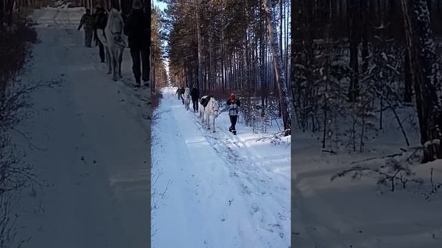 Спуск с горы, с лошадьми в поводу, часть 2. #лошади #лошадь #соколзима #кони🐎 # 24 декабря 2023 год