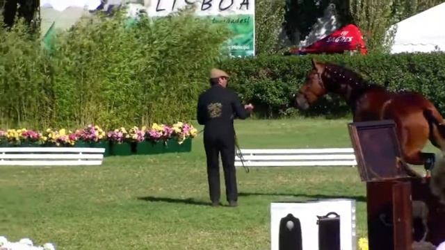 Escorial Campeão 2 anos e Grande Campeão Macho em Lisboa 2011 смотреть онлайн